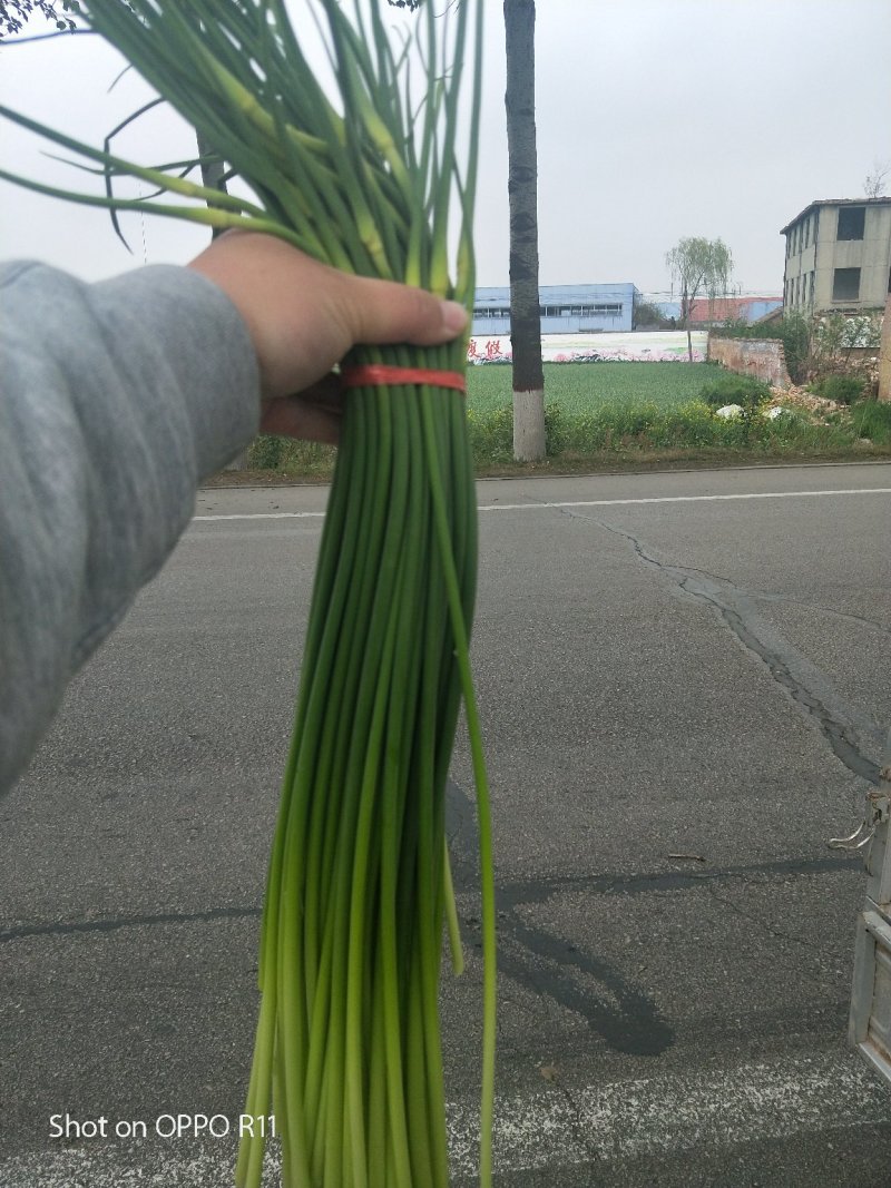 金乡蒜薹代发各地市场专业储存精品蒜苔加工