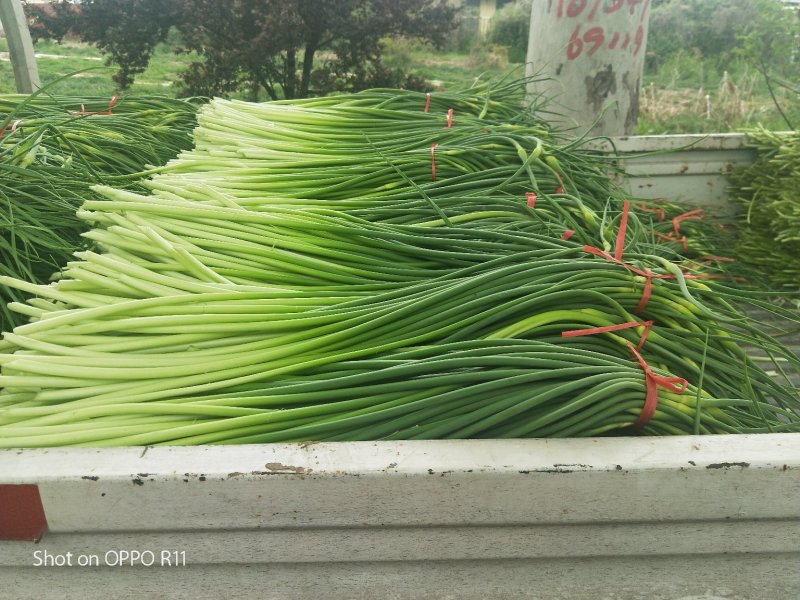 金乡蒜薹代发各地市场专业储存精品蒜苔加工