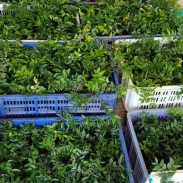 福冈嘉宝果小苗一