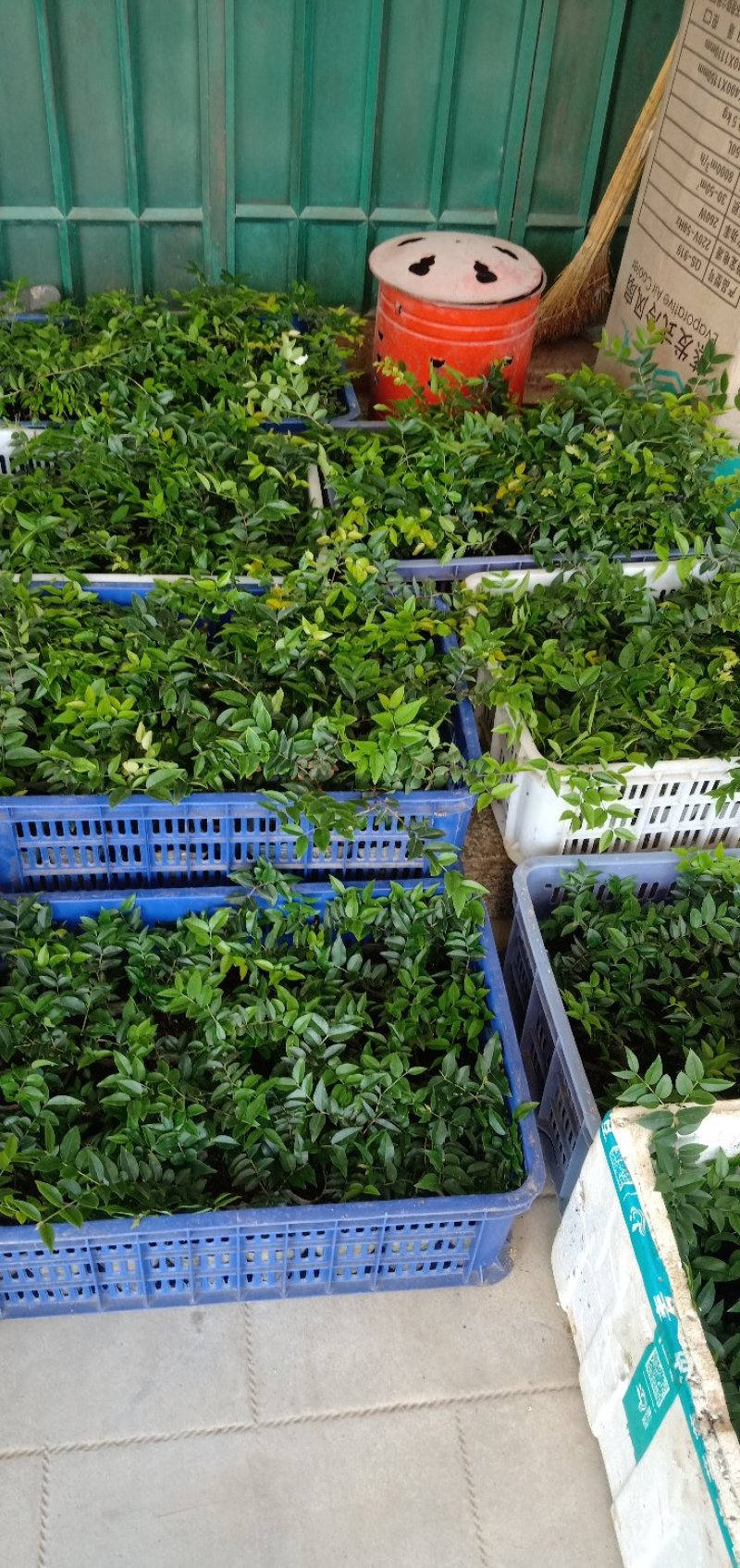 福冈嘉宝果小苗一