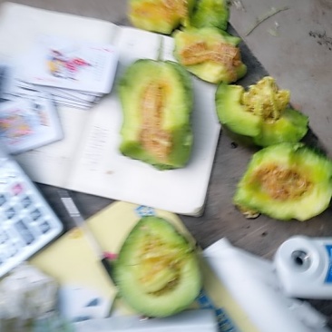 金乡县胡集镇白梨瓜有需要的联系我