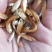 俄罗斯金丝皖鱼苗/(全程提供技术指导)量大从优