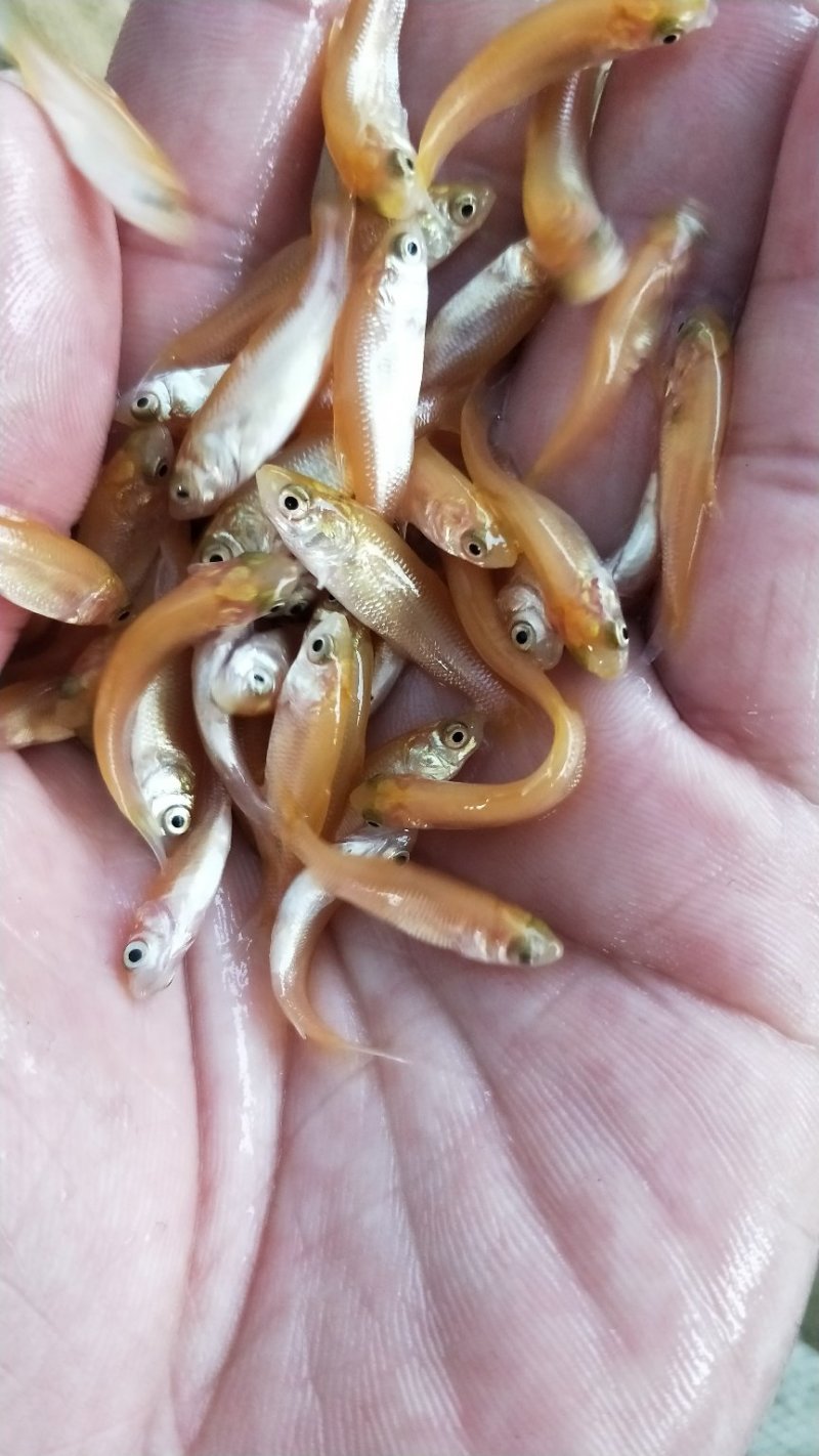 俄罗斯金丝皖鱼苗/(全程提供技术指导)量大从优