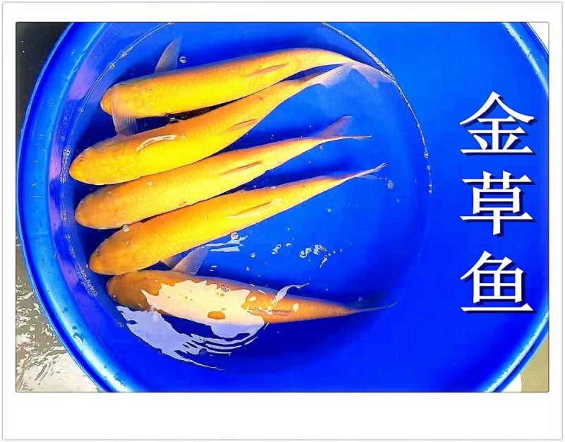 俄罗斯金丝皖鱼苗/(全程提供技术指导)量大从优