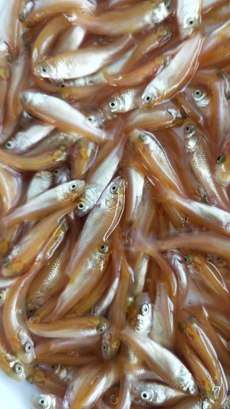 俄罗斯金丝皖鱼苗/(全程提供技术指导)量大从优
