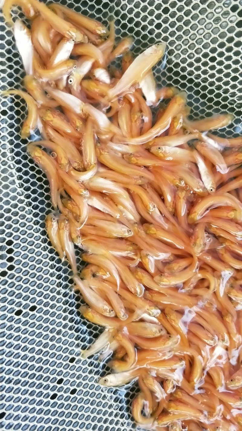 俄罗斯金丝皖鱼苗/(全程提供技术指导)量大从优