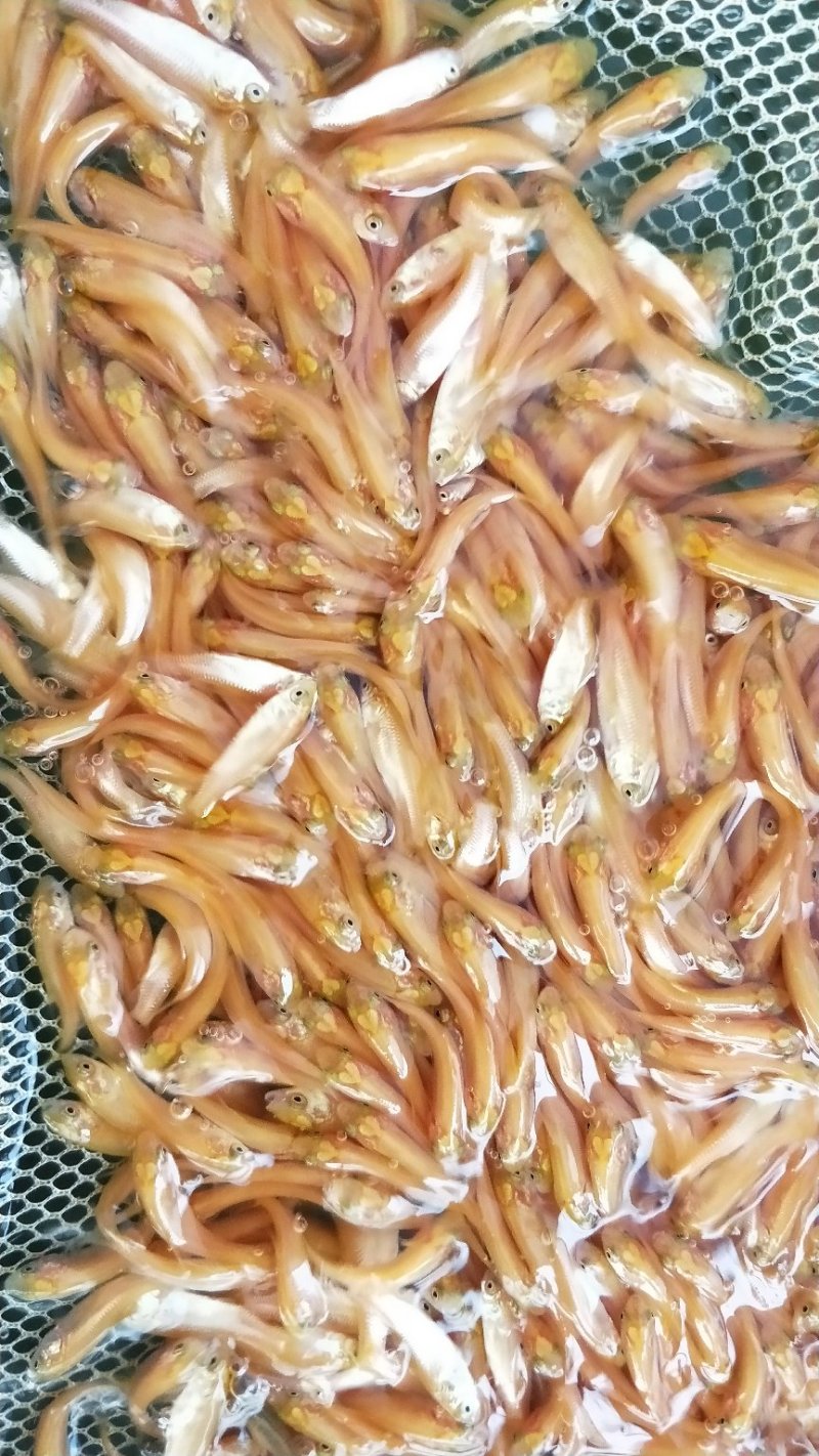 俄罗斯金丝皖鱼苗/(全程提供技术指导)量大从优