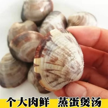 美贝文蛤贝类海蛤蜊新鲜黄蛤蜊海鲜水产鲜活