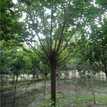 樱花树
