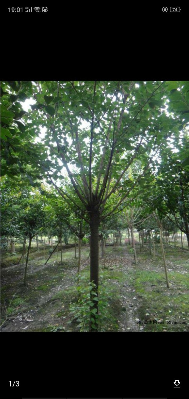 樱花树