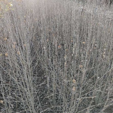 木槿：丛生木槿：丛生木槿