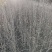 木槿：丛生木槿：丛生木槿