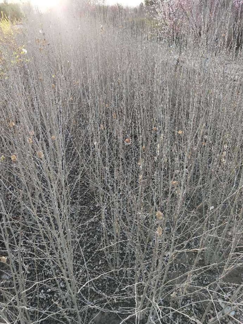 木槿：丛生木槿：丛生木槿