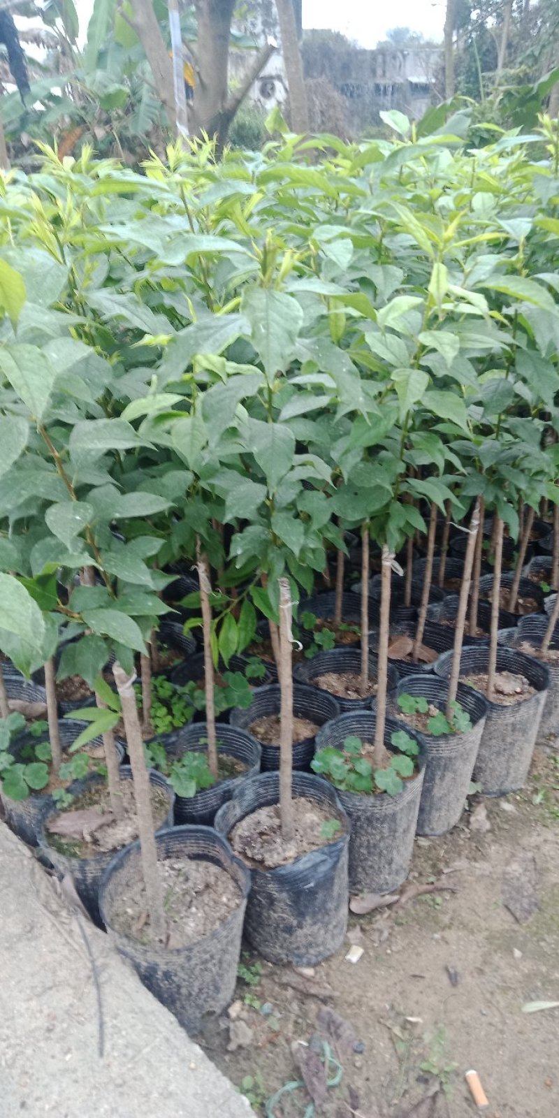 三华李树苗50~100cm