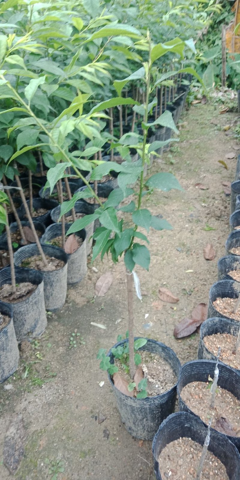 三华李树苗50~100cm