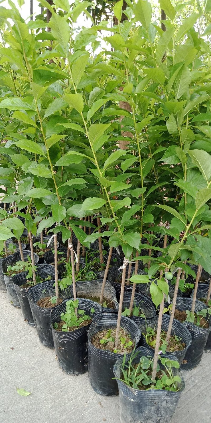 三华李树苗50~100cm