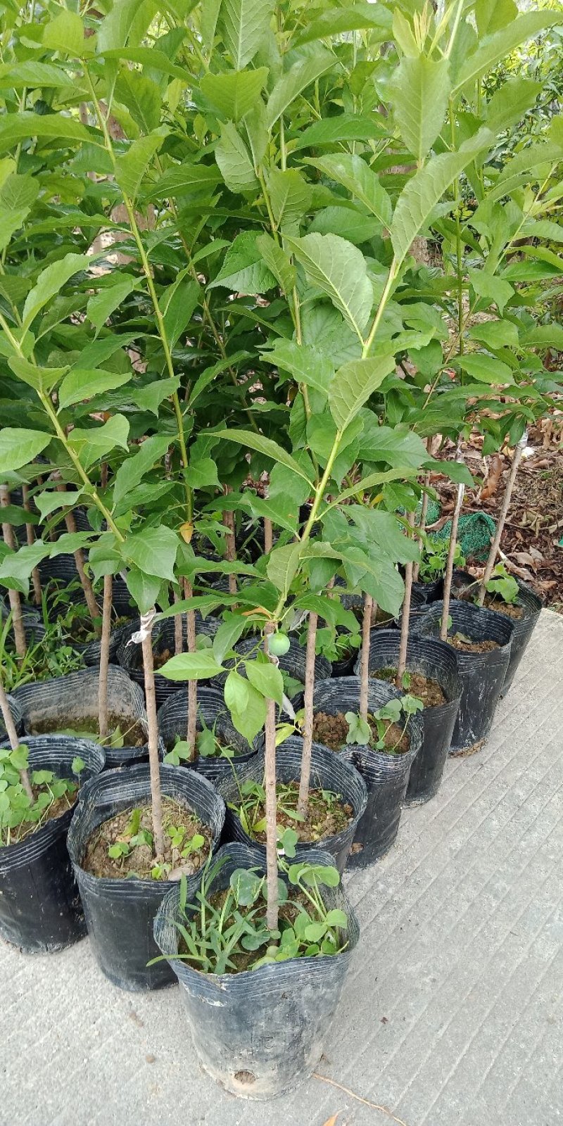 三华李树苗50~100cm