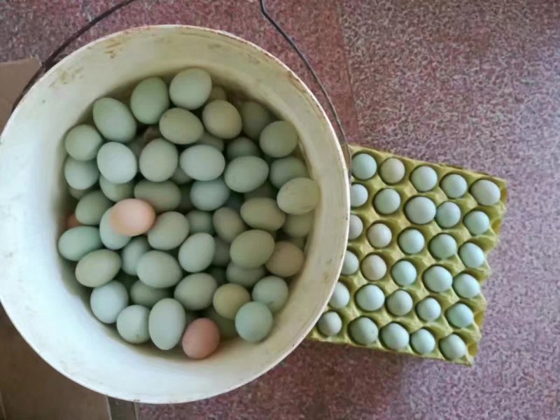 纯散养绿壳鸡蛋土鸡蛋420枚装