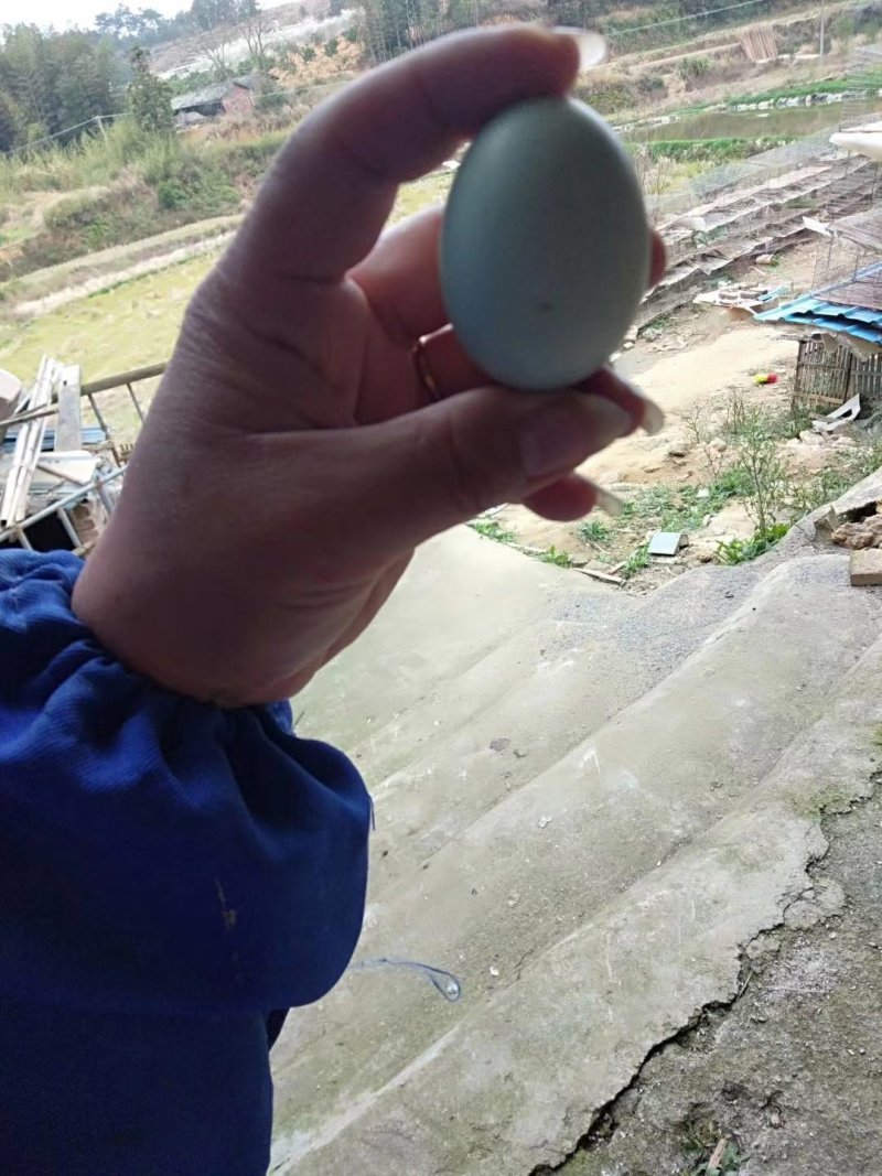 纯散养绿壳鸡蛋土鸡蛋420枚装