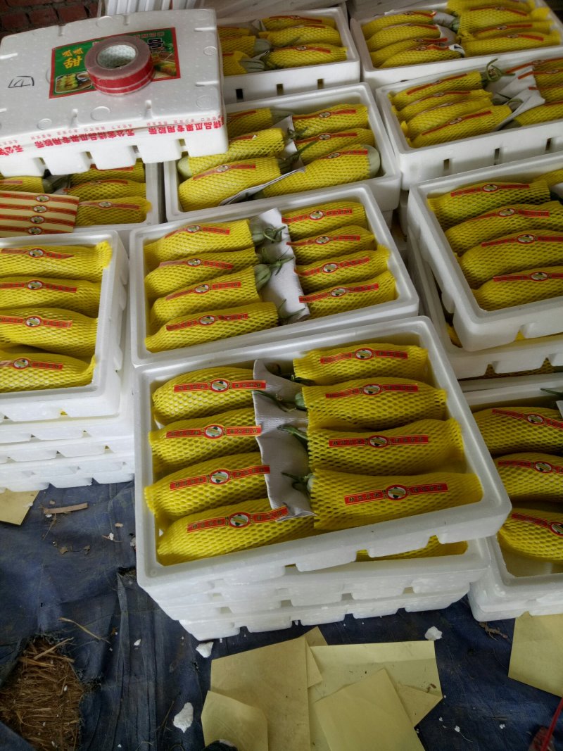 玉菇冰淇淋甜瓜等各个品种大量上市欢小工包装一条龙服务欢迎