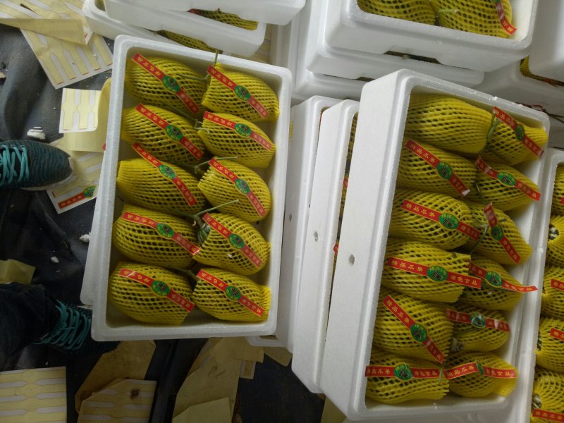 玉菇冰淇淋甜瓜等各个品种大量上市欢小工包装一条龙服务欢迎