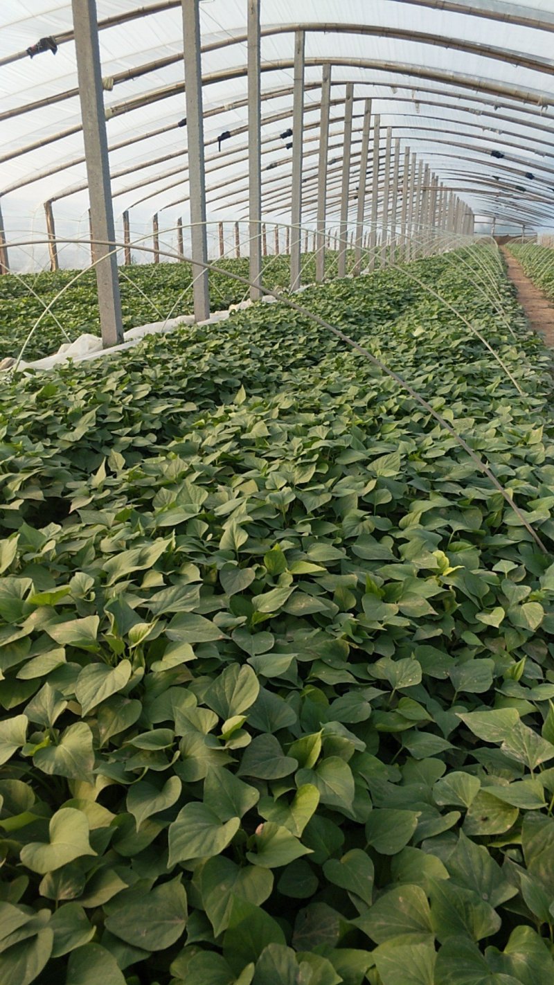 龙薯九号红薯苗小棚苗成活率高，5月8号价格