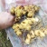 姜型多花甜黄精块茎苗，入药典品种，产地常年购销块茎和种苗