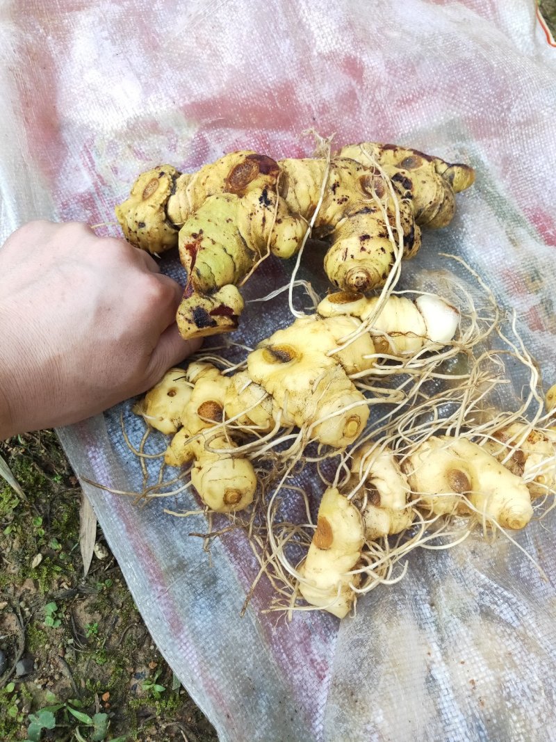 姜型多花甜黄精块茎苗，入药典品种，产地常年购销块茎和种苗