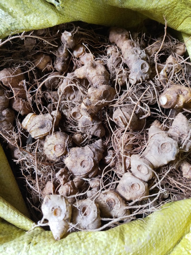 姜型多花甜黄精块茎苗，入药典品种，产地常年购销块茎和种苗