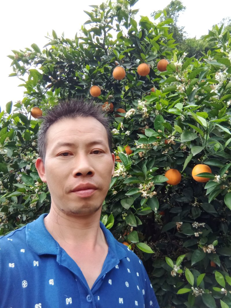 阳朔兴坪，夏橙大量货源上市，口感好，个头大，皮色细。