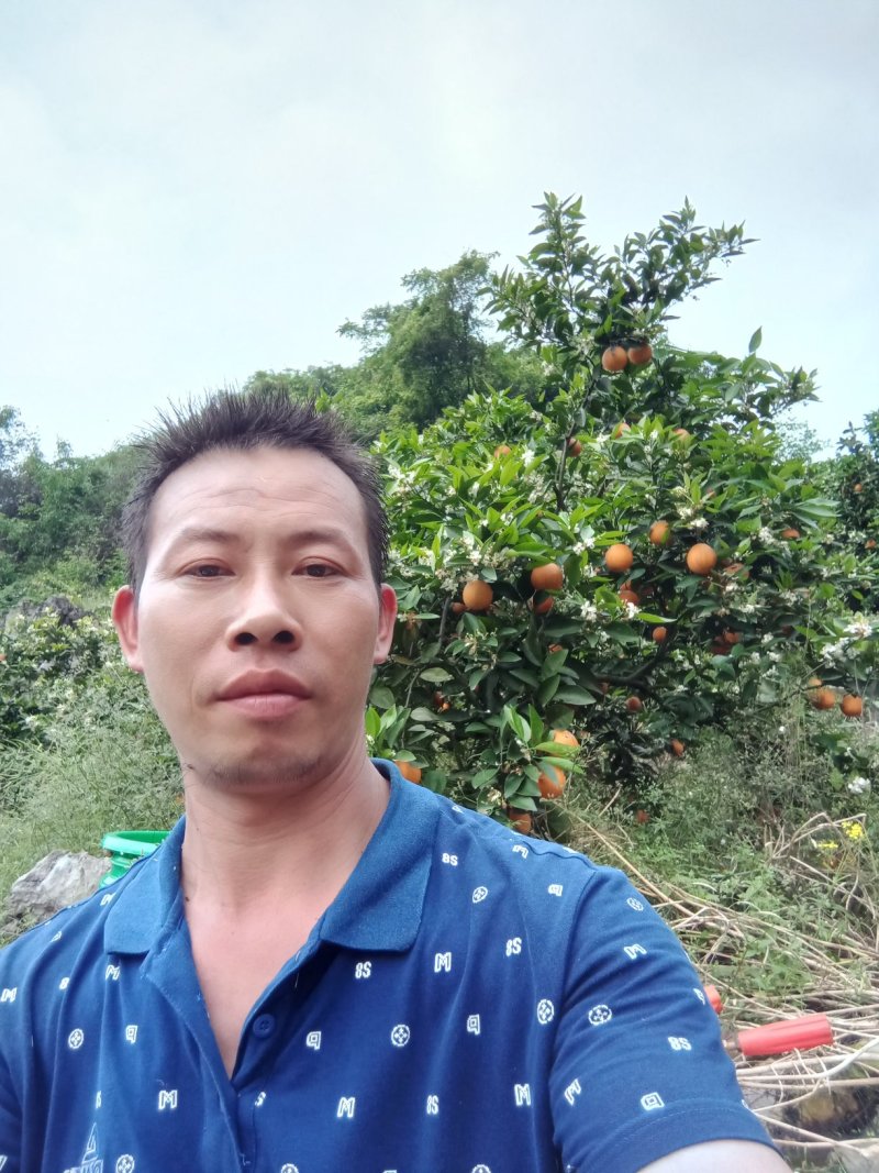 阳朔兴坪，夏橙大量货源上市，口感好，个头大，皮色细。