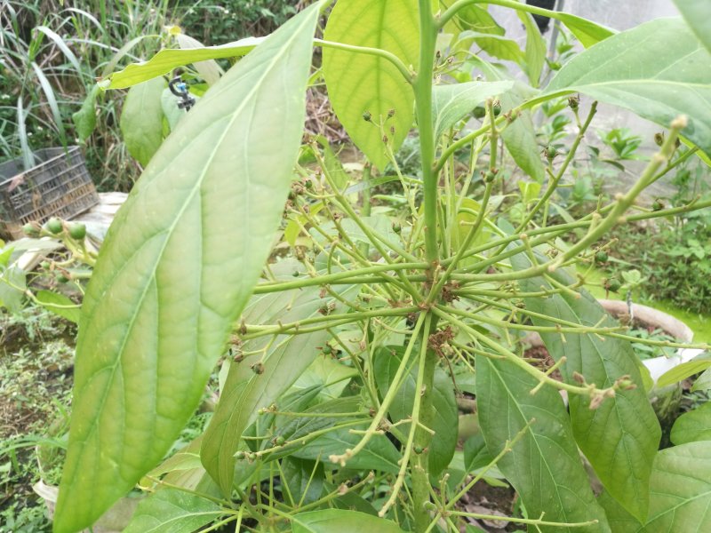 广西独家大规模育哈斯牛油果苗