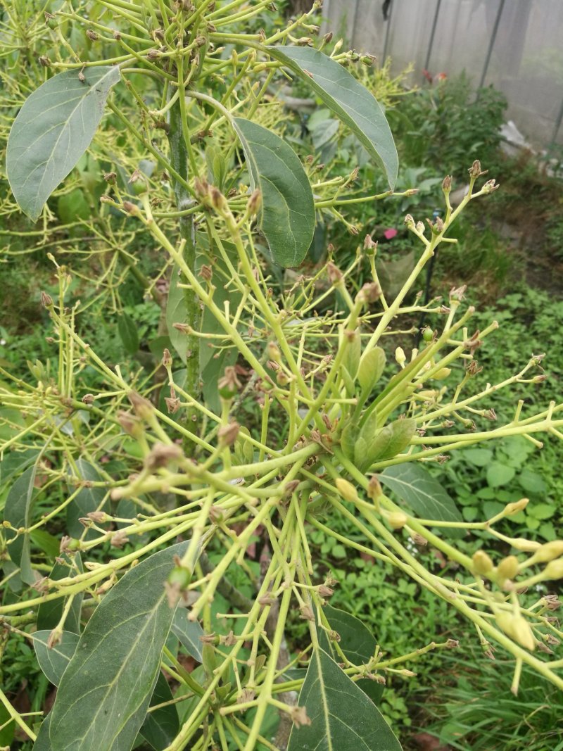 广西独家大规模育哈斯牛油果苗