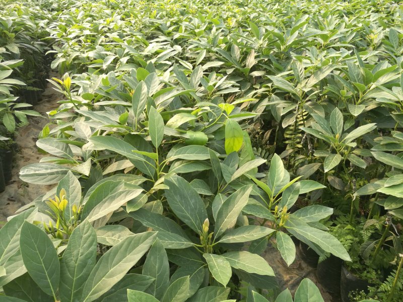 广西独家大规模育哈斯牛油果苗
