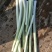 微山湖野生蒲菜