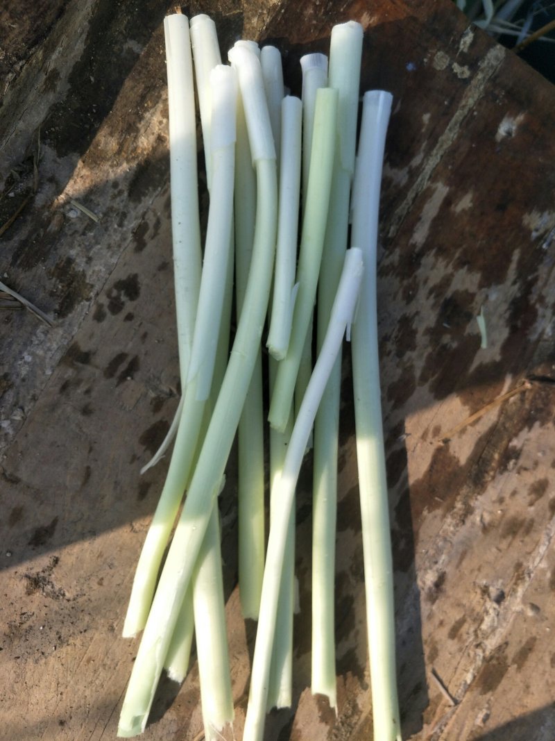 微山湖野生蒲菜