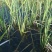 微山湖野生蒲菜