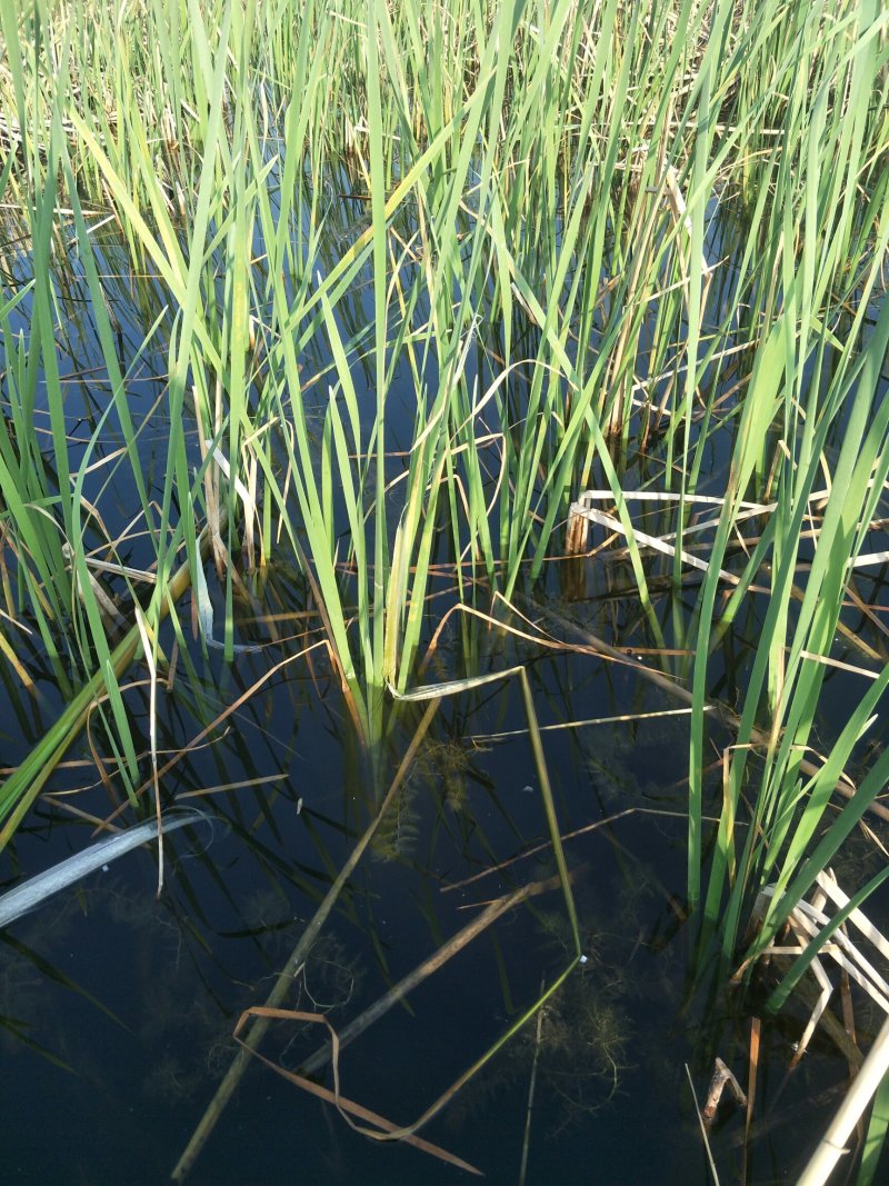 微山湖野生蒲菜