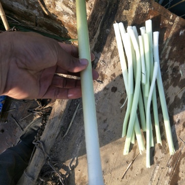 微山湖野生蒲菜