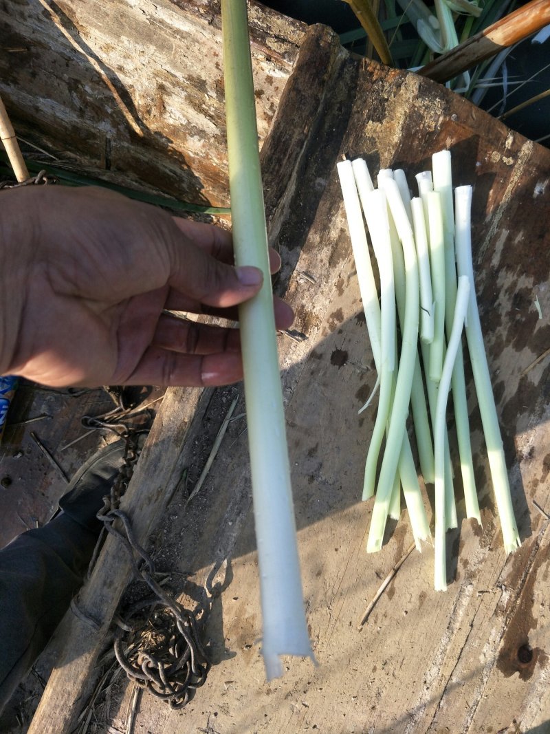 微山湖野生蒲菜