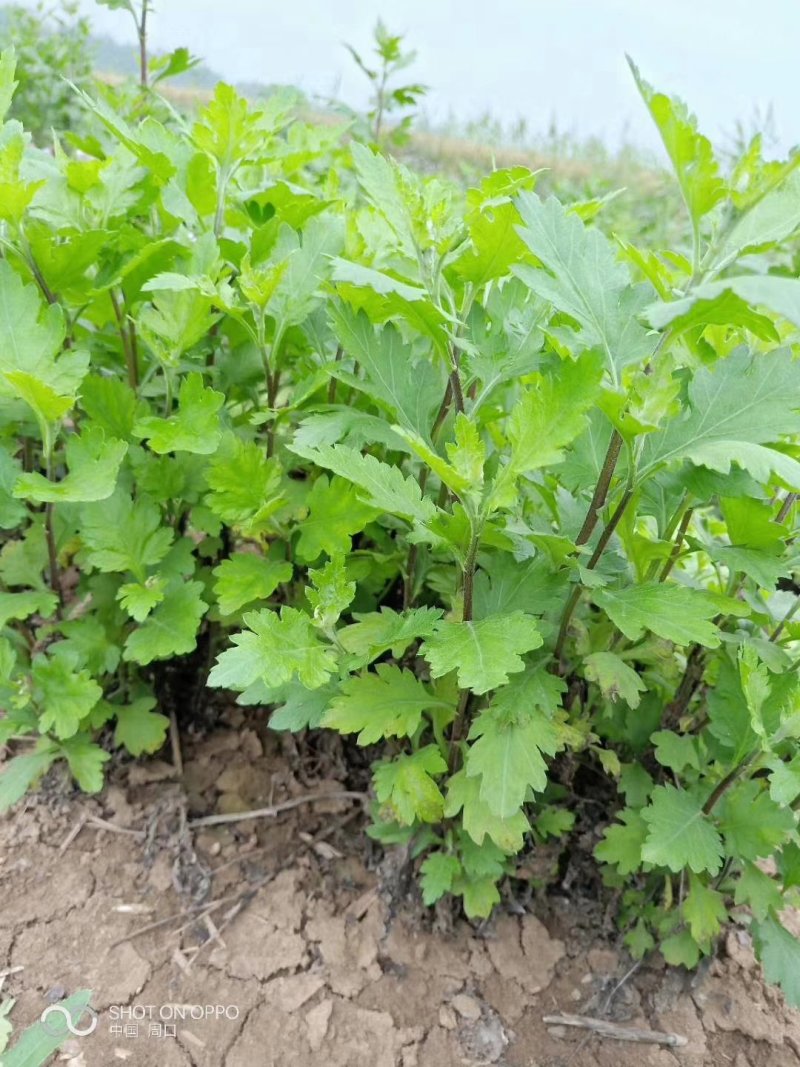 各种菊花苗
