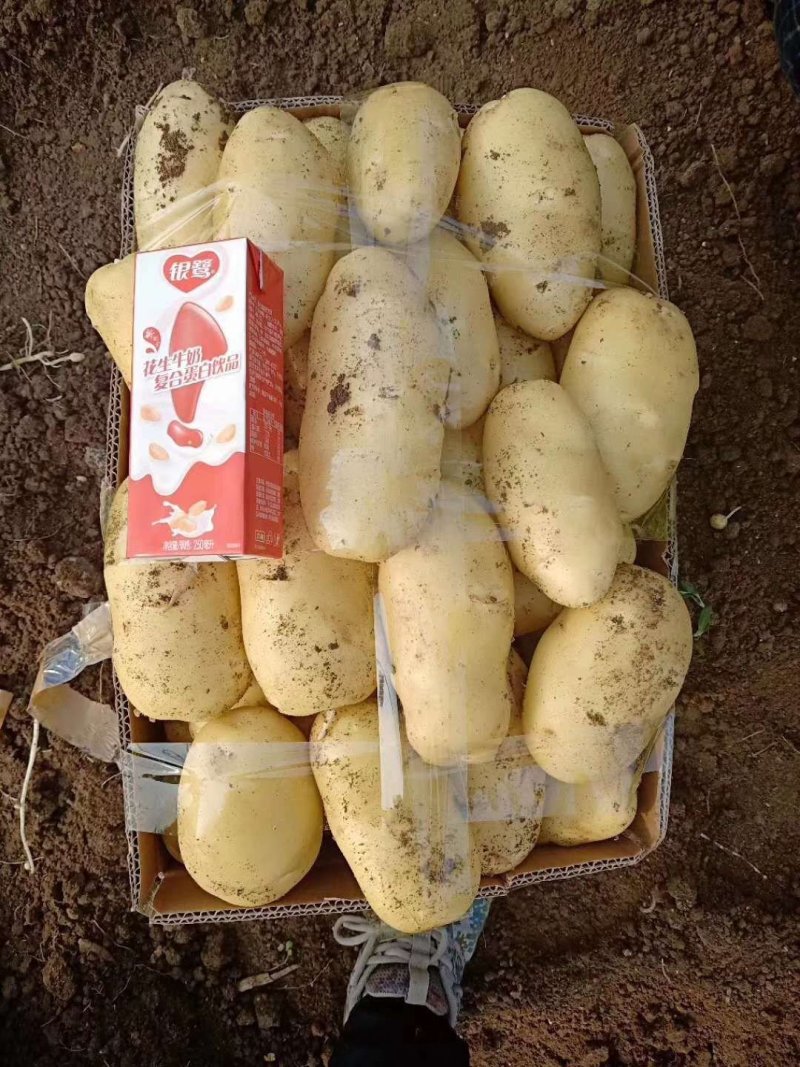 荷兰十五土豆精品1到3，2到4小土豆价格合理，质量上乘