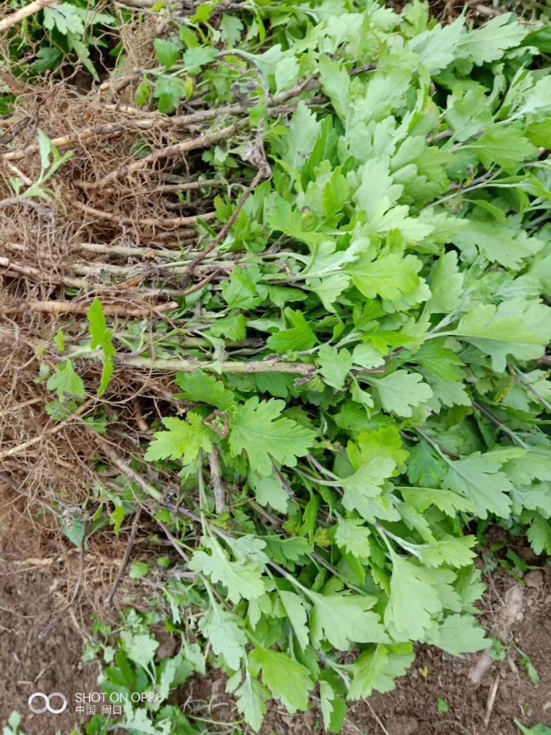 各种菊花苗