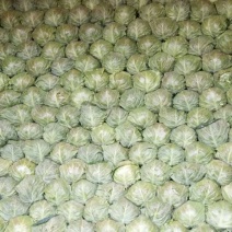 山东绿甘蓝中甘甘蓝大量供应