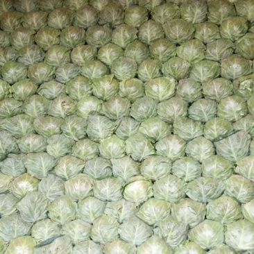 山东绿甘蓝中甘甘蓝大量供应