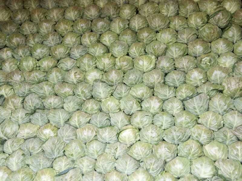 山东绿甘蓝中甘甘蓝大量供应
