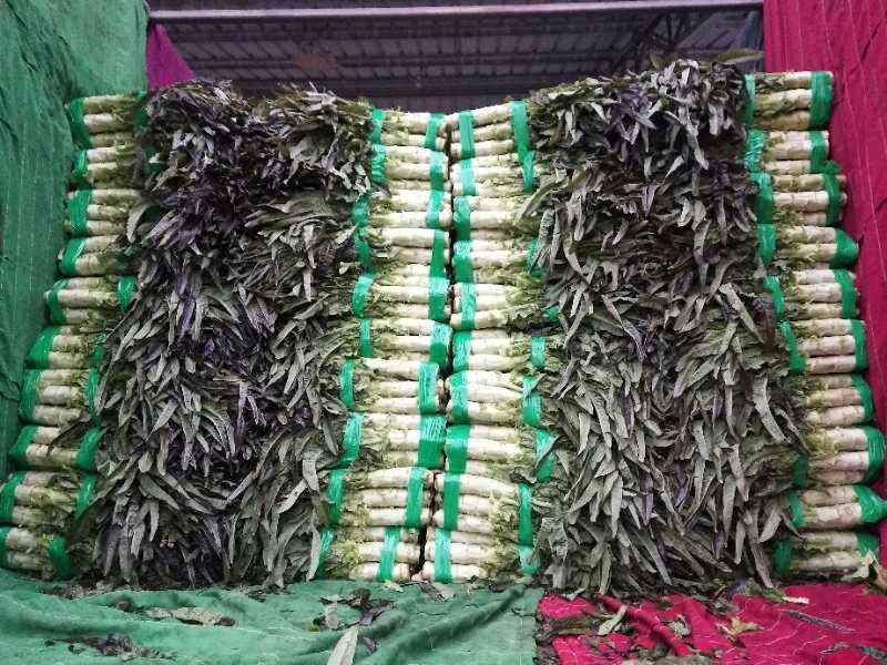 精品红尖叶莴苣产地直供、