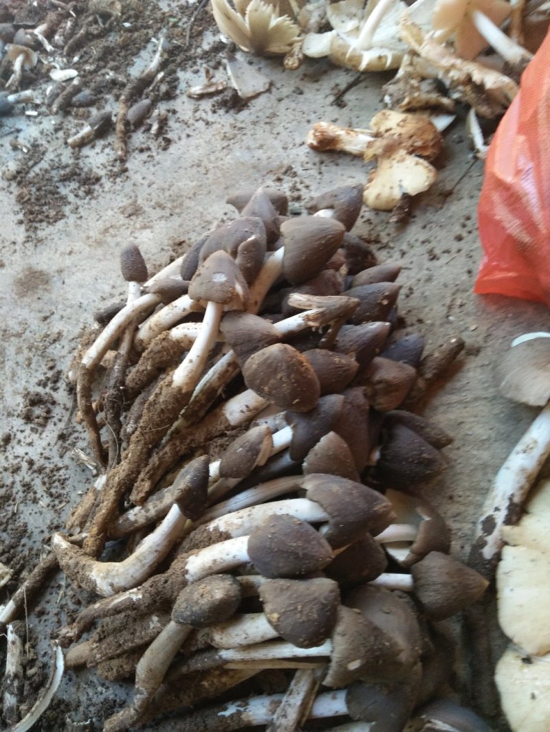 鸡枞油