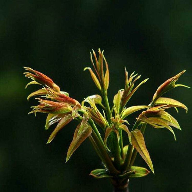 香椿种子