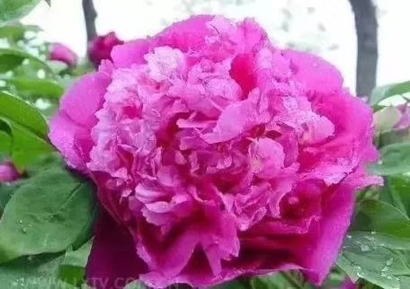 芍药花，大富贵矮杆，毛叶红高杆